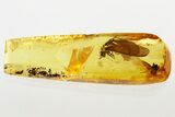 Detailed Fossil Winged Termite (Isoptera) In Baltic Amber #343224-1